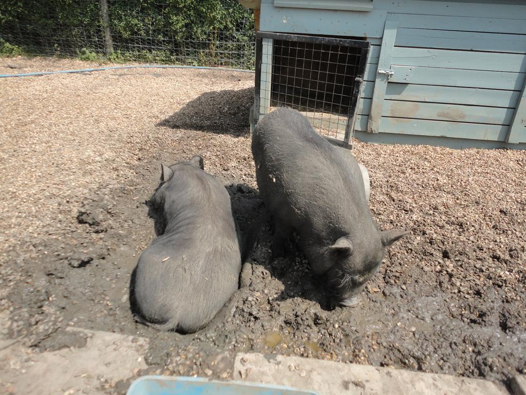Willow Court Farm Studio South & Petting Farm, 8 Mins From Legoland & Windsor, 15 Mins From Lapland Uk エクステリア 写真
