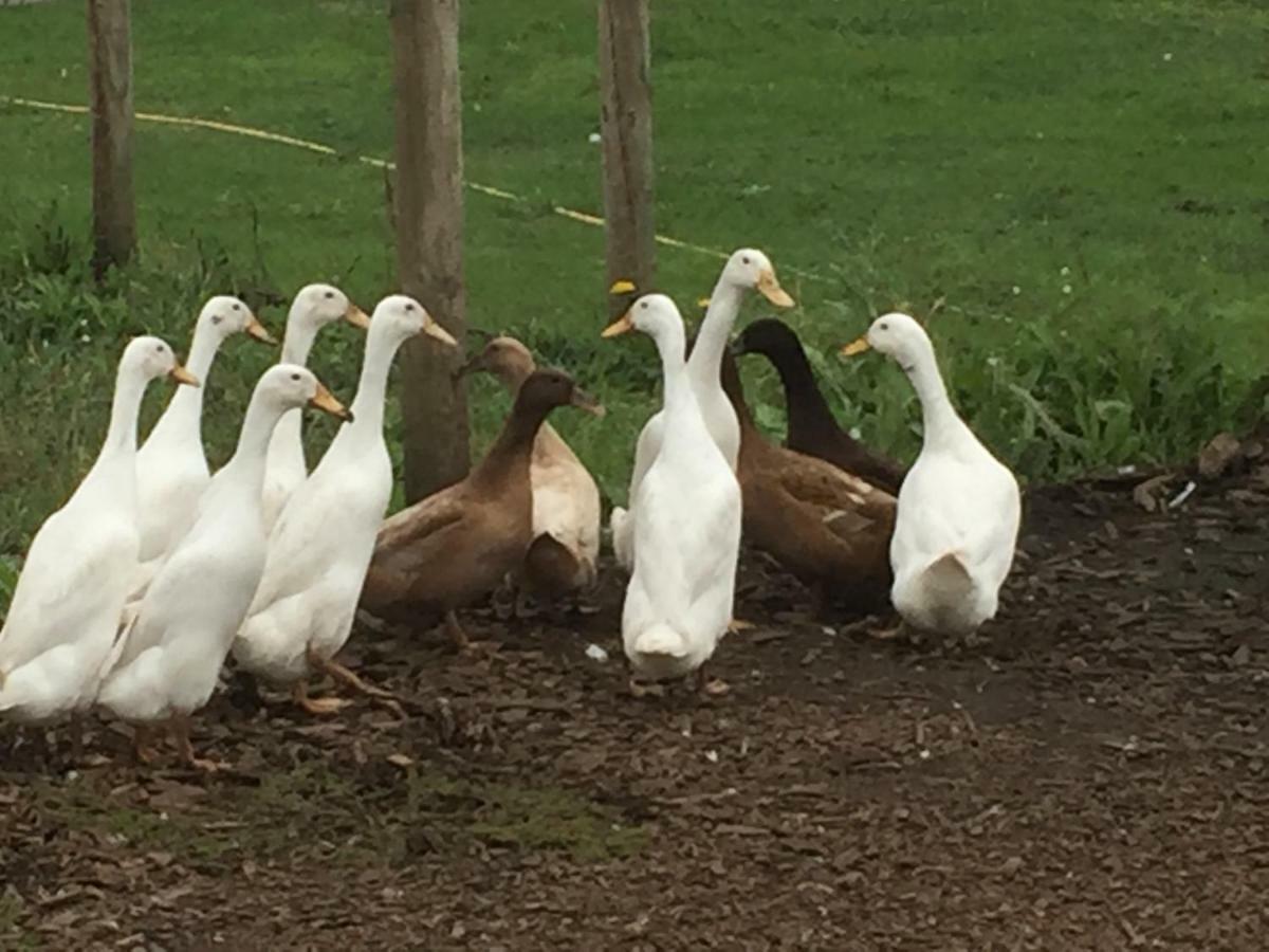 Willow Court Farm Studio South & Petting Farm, 8 Mins From Legoland & Windsor, 15 Mins From Lapland Uk エクステリア 写真