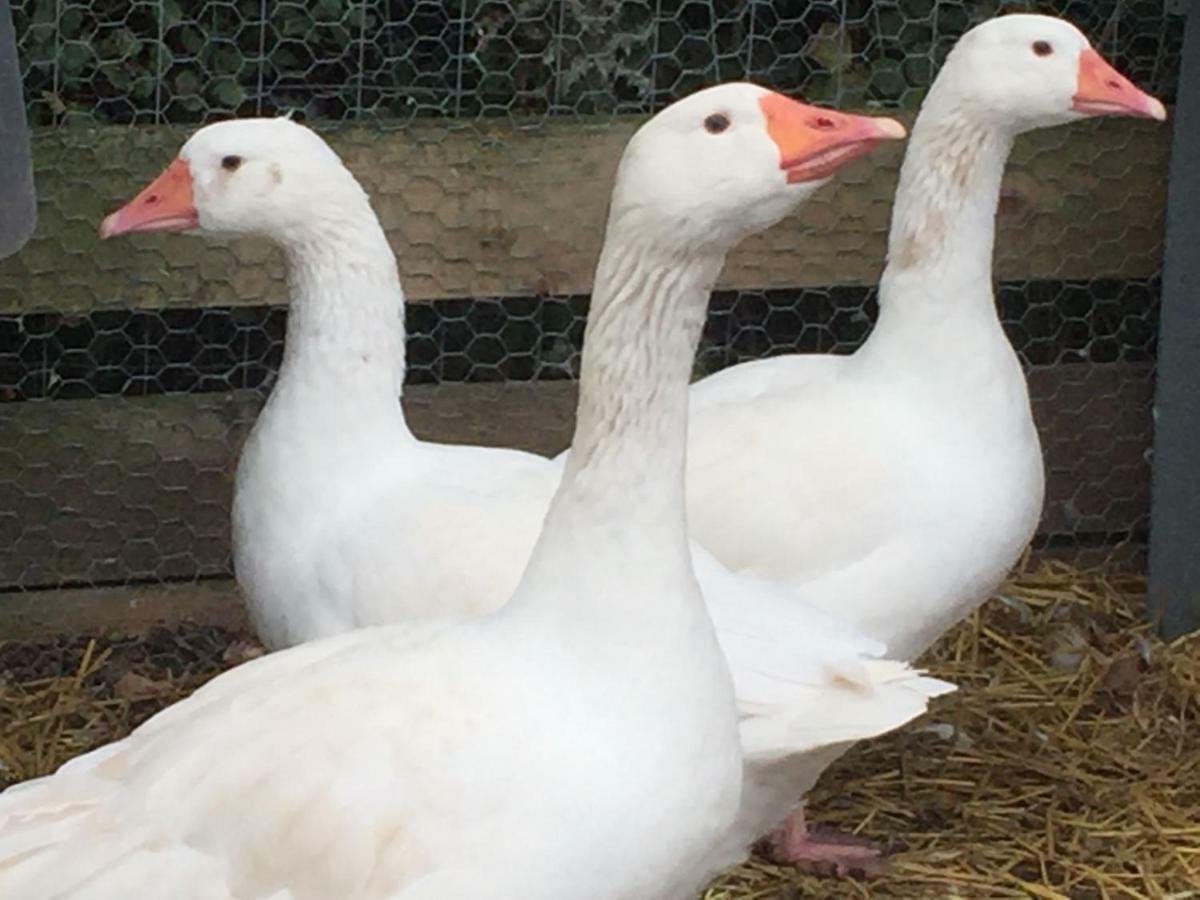 Willow Court Farm Studio South & Petting Farm, 8 Mins From Legoland & Windsor, 15 Mins From Lapland Uk エクステリア 写真
