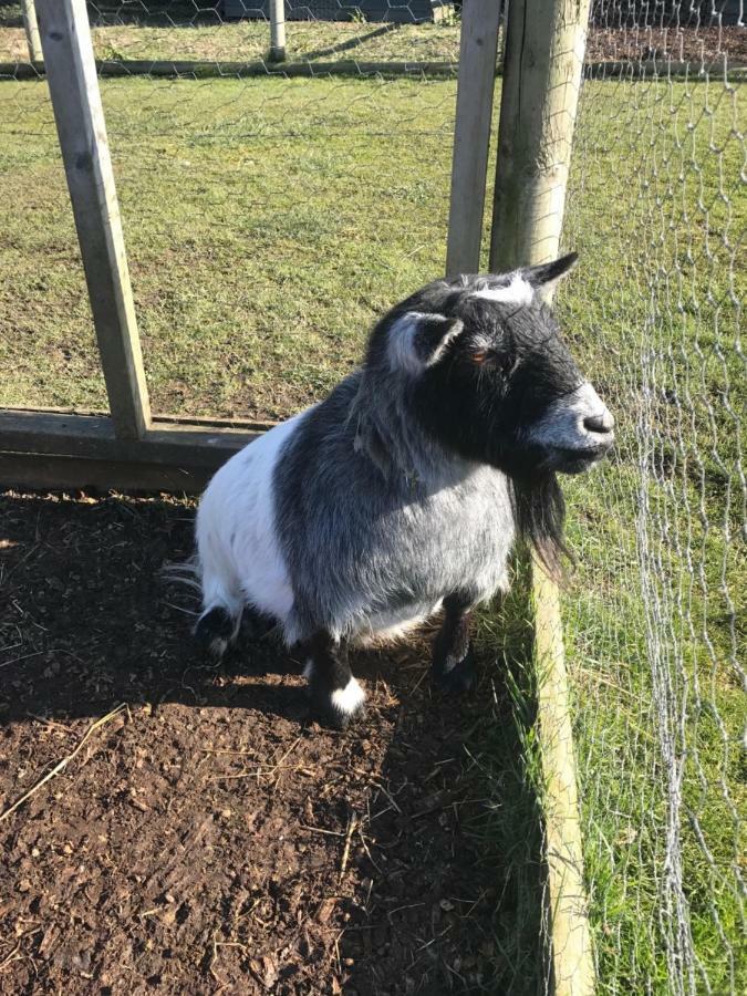 Willow Court Farm Studio South & Petting Farm, 8 Mins From Legoland & Windsor, 15 Mins From Lapland Uk エクステリア 写真