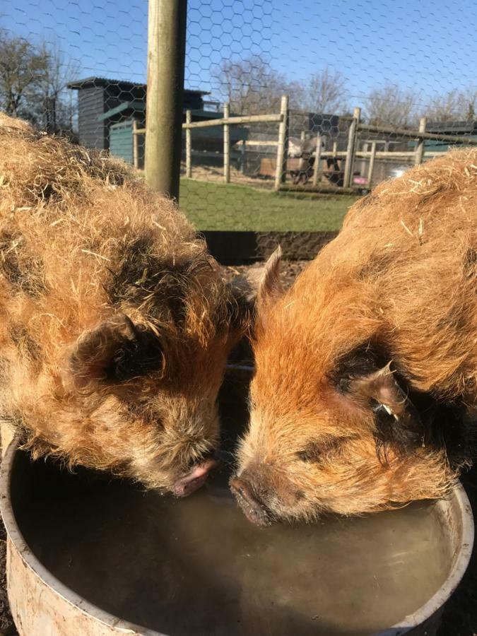 Willow Court Farm Studio South & Petting Farm, 8 Mins From Legoland & Windsor, 15 Mins From Lapland Uk エクステリア 写真