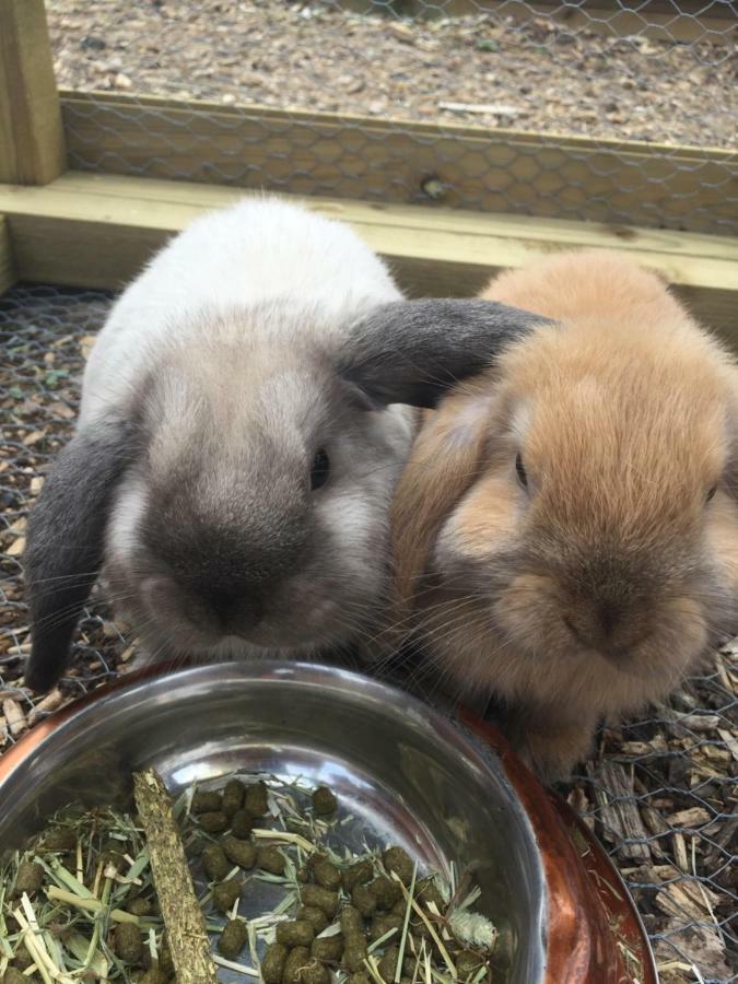 Willow Court Farm Studio South & Petting Farm, 8 Mins From Legoland & Windsor, 15 Mins From Lapland Uk エクステリア 写真