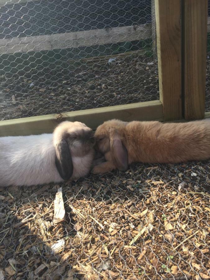 Willow Court Farm Studio South & Petting Farm, 8 Mins From Legoland & Windsor, 15 Mins From Lapland Uk エクステリア 写真