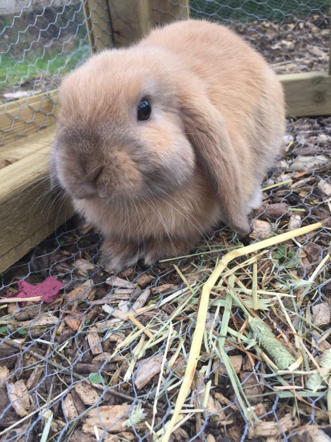 Willow Court Farm Studio South & Petting Farm, 8 Mins From Legoland & Windsor, 15 Mins From Lapland Uk エクステリア 写真