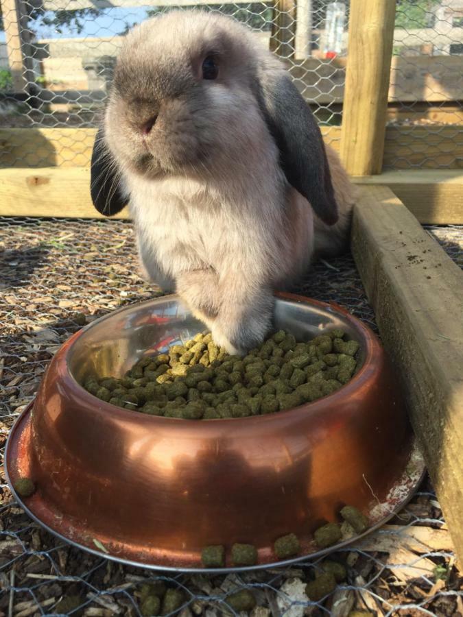 Willow Court Farm Studio South & Petting Farm, 8 Mins From Legoland & Windsor, 15 Mins From Lapland Uk エクステリア 写真